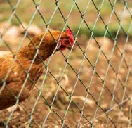Poultry