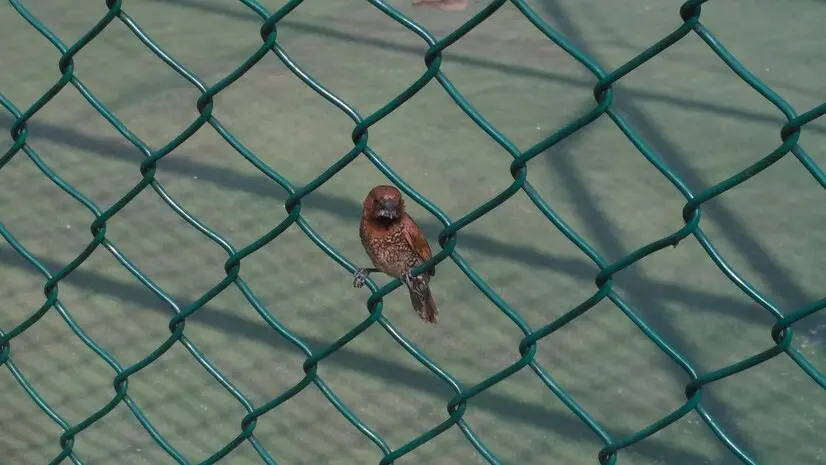barbed-wire-manufacturer